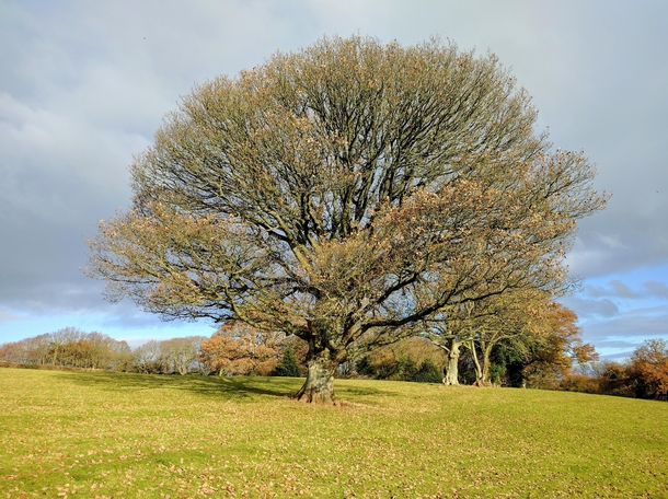 This tree looks like someone should celebrate their eleventy-first birthday under it Somerset UK 