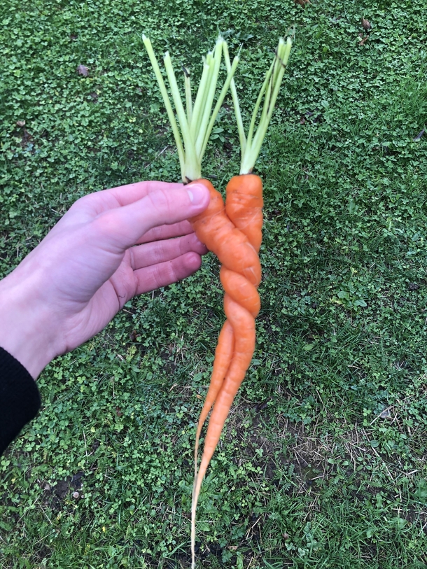This weird spiral carrot I found today