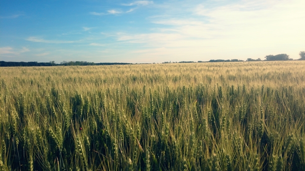 This Wheat Field Slovakia 