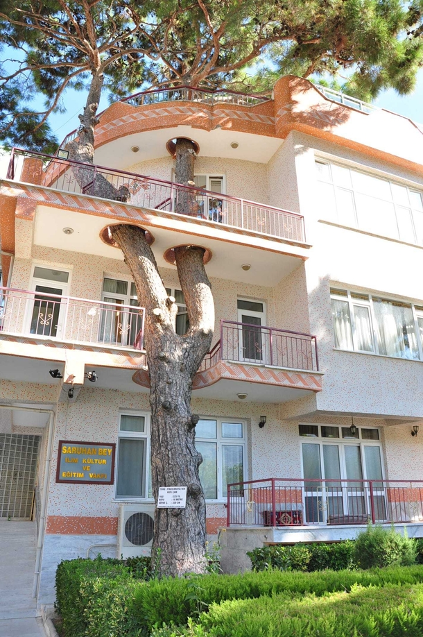 This -year-old tree was utilized in the building design when authorities in Turkey would not allow for its removal