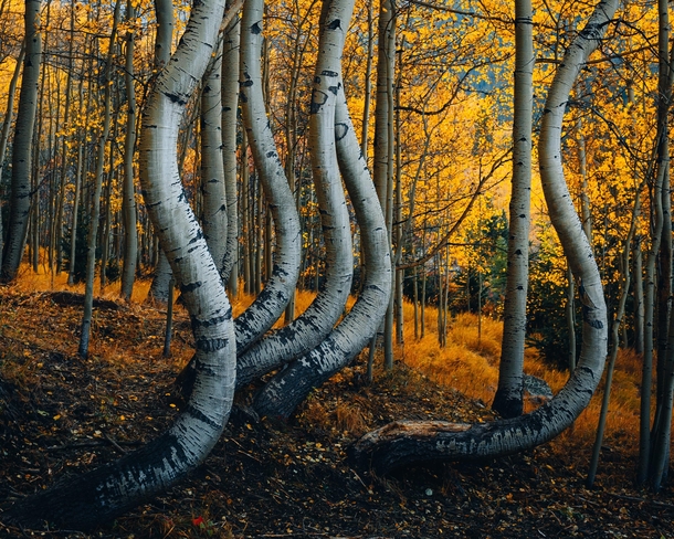 This years trip to the curvy aspens and the colors were perfect in southern Colorado 