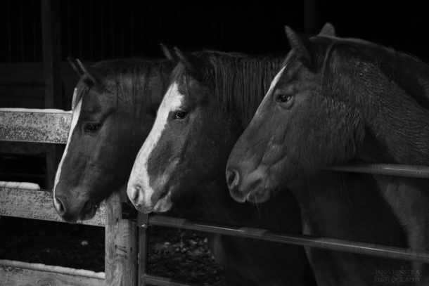 Three Horses Equus Caballus In Winter Iowa 