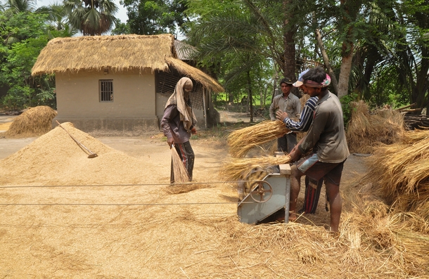 Threshing of paddy in village of Bangladesh 