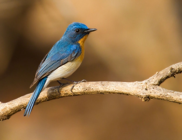 Tickells Blue Flycatcher from India 