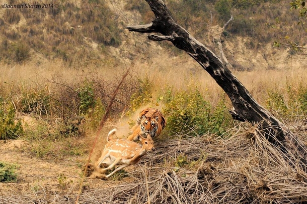 Tiger chasing a deer at Corbett national park India x-post - India 