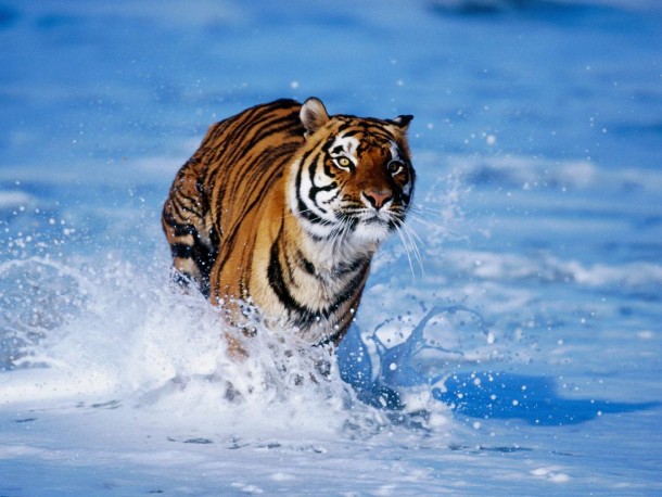 Tiger in shallow water 