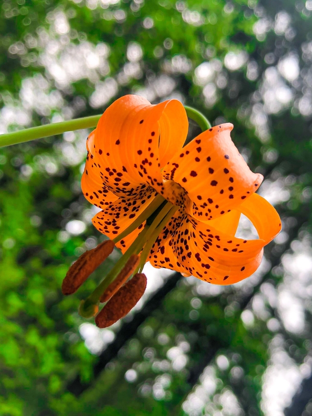 Tiger lily 