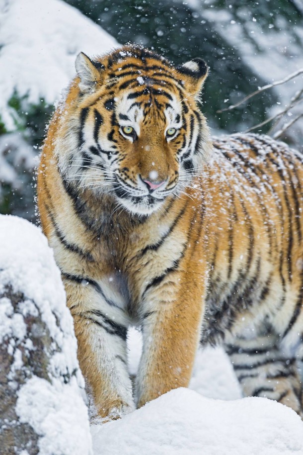 Tiger Panthera tigris - 