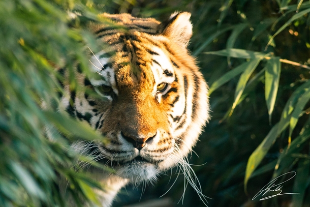 Tiger peeking behind a bush OC  prabhy_b wwwprabhycouk