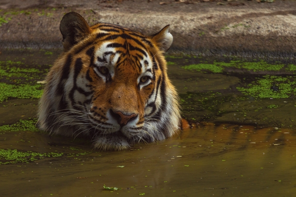 Tiger takes a bath Photo credit to Peter Neumann