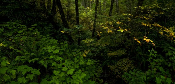 Tillamook State Forest Oregon OC x