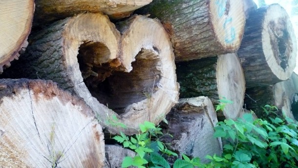 Timber Hearts 