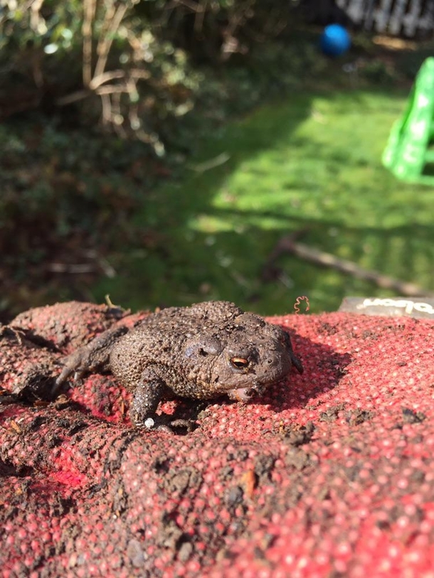 Tiny toad that accidentally disturbed when removing weeds from my garden in the UK