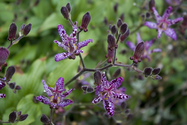 Toad Lily Tricyrtis blooms beautifully in the Northeast fall 