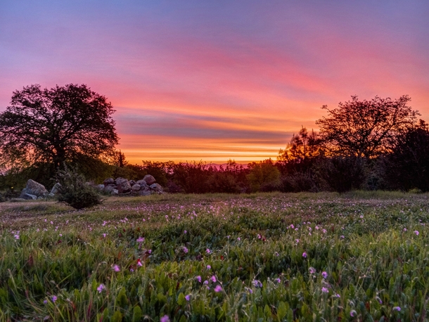 Todays March   sunrise from my backyard in Redding California 