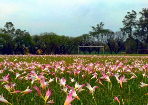 Took this picture during the Brazilian spring at the beginning of my masters degree course at University of Sao Paulo - Piracicaba - Brazil in  This is how our soccer field looks like during October