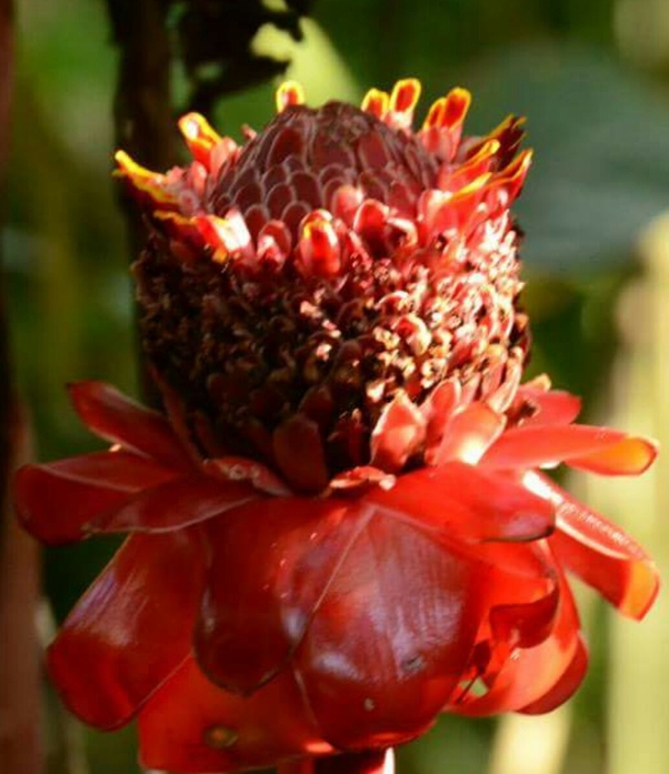 Torch ginger x