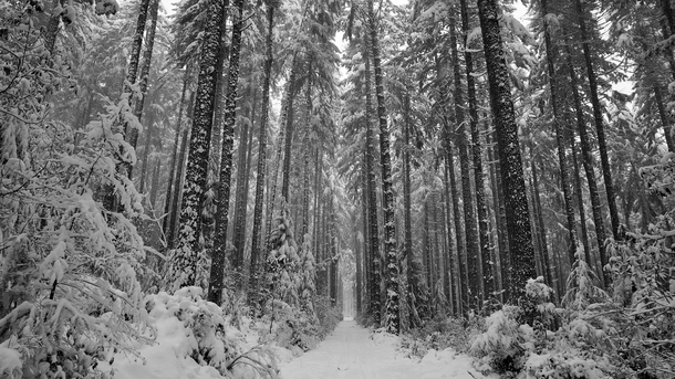 Towering trees in the snow on Vancouver Island OC x