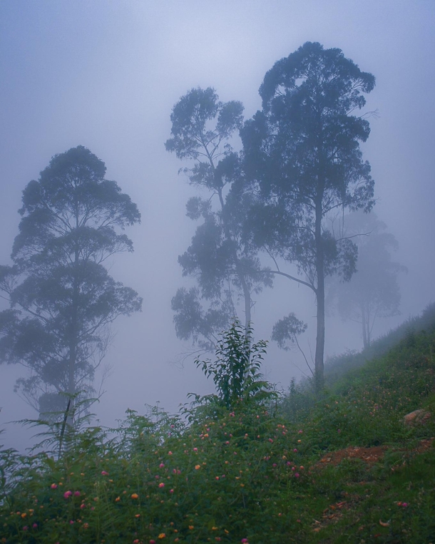 Tranquility In the misty mountains of Kodaikanal Tamil Nadu India 