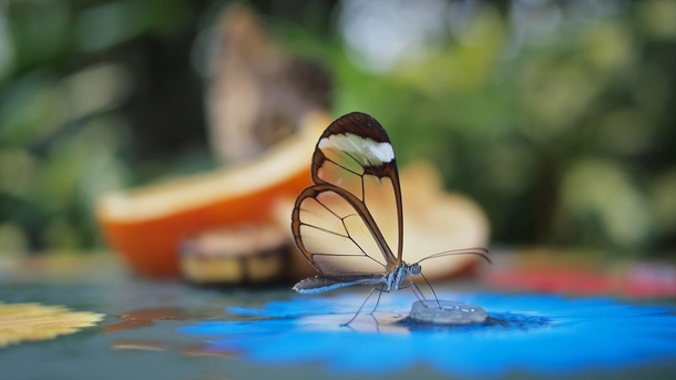 Translucent Glasswinged Butterfly  x-post rwoahdude