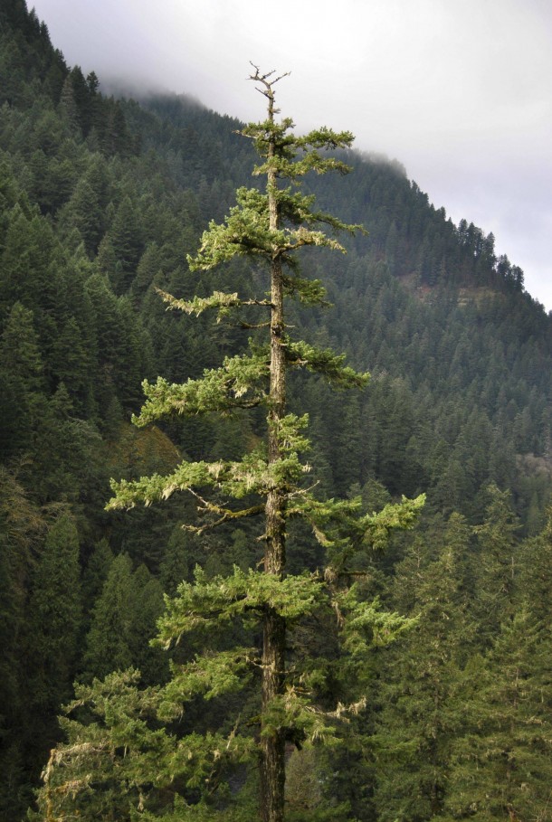 Tree at Eagle Creek Trail Oregon  x 