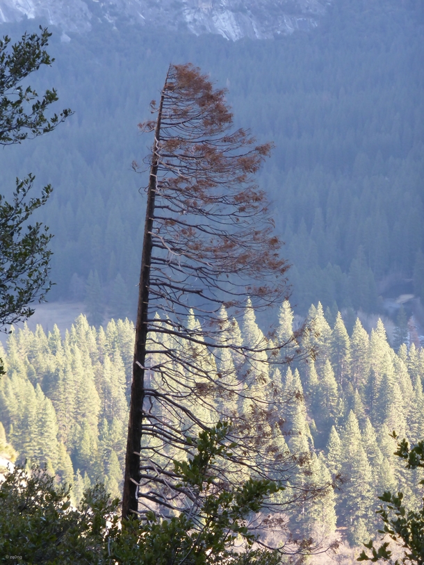 Tree at Upper Yosemite Falls Trail Yosemite National Park CA USA 