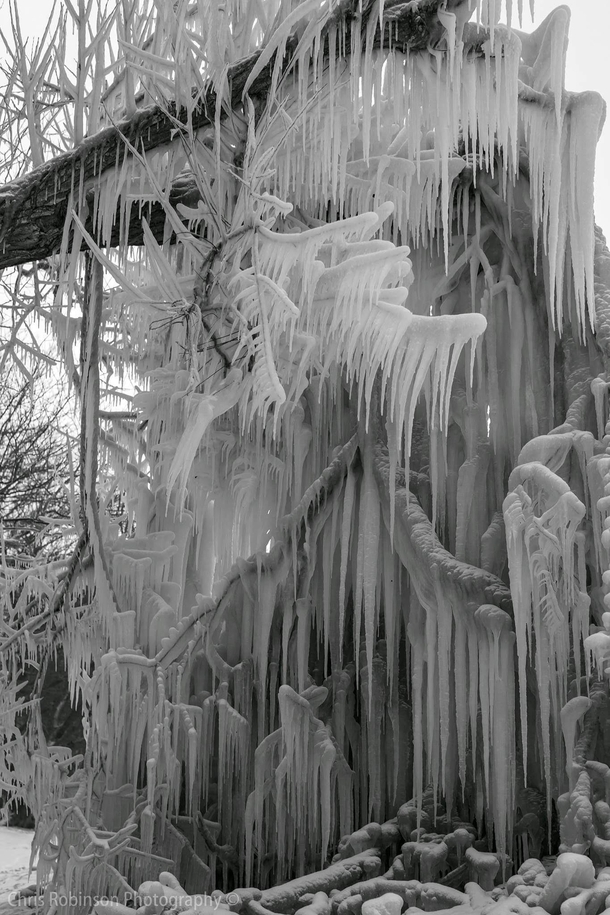 Tree branch covered in icicles  Webster New York 