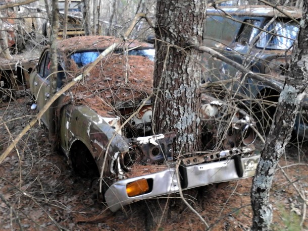 Tree emerging from an abandoned car -Rhode Island- 