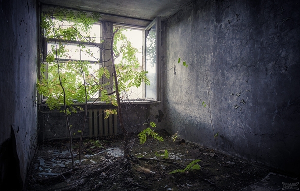 Tree growing in a room at the Polissya hotel in Pripyat Ukraine 