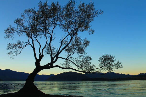 Tree Island on Lake Wanaka Otago New Zealand 