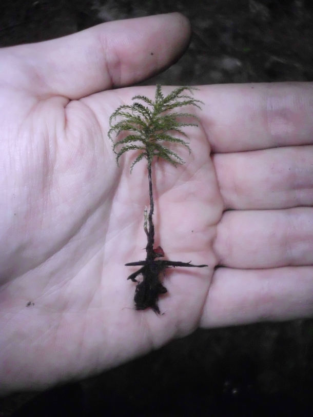 Tree Moss Climacium dendroides looks exactly like miniature trees 
