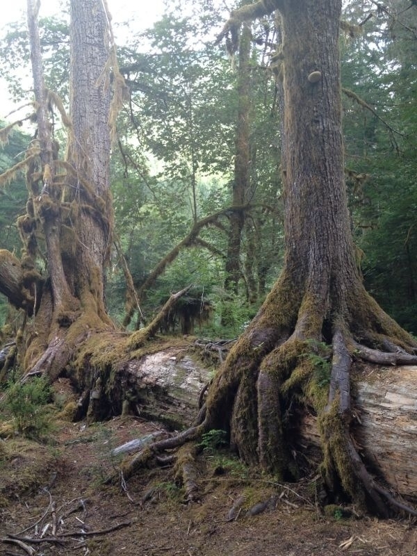 Tree roots find the ground growing atop a giant fallen tree On the banks of Lake Cushmann 