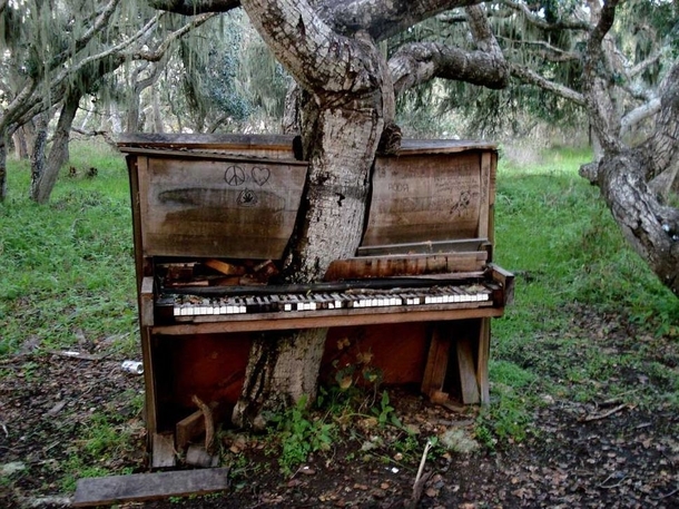 Tree that grew thru an old piano - two survivors 