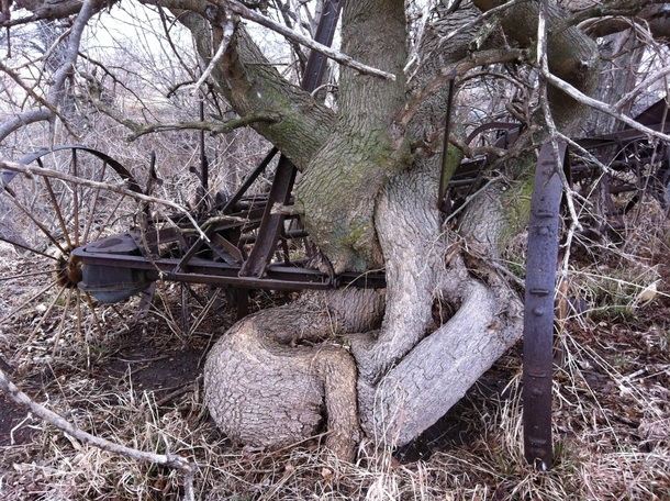Tree wrapped around farm implement in Pontiac IL 