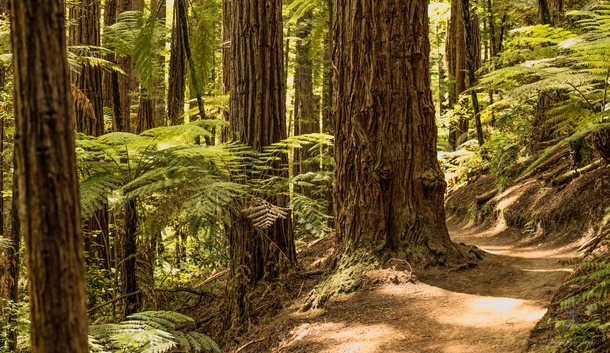 Treeferns and Sequoias in Whakarewarewa Forest Rotorua NZ 