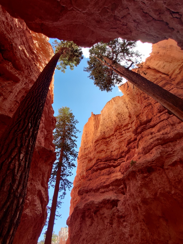 Trees at Bryce Canyon be like  Yo let me get some light 