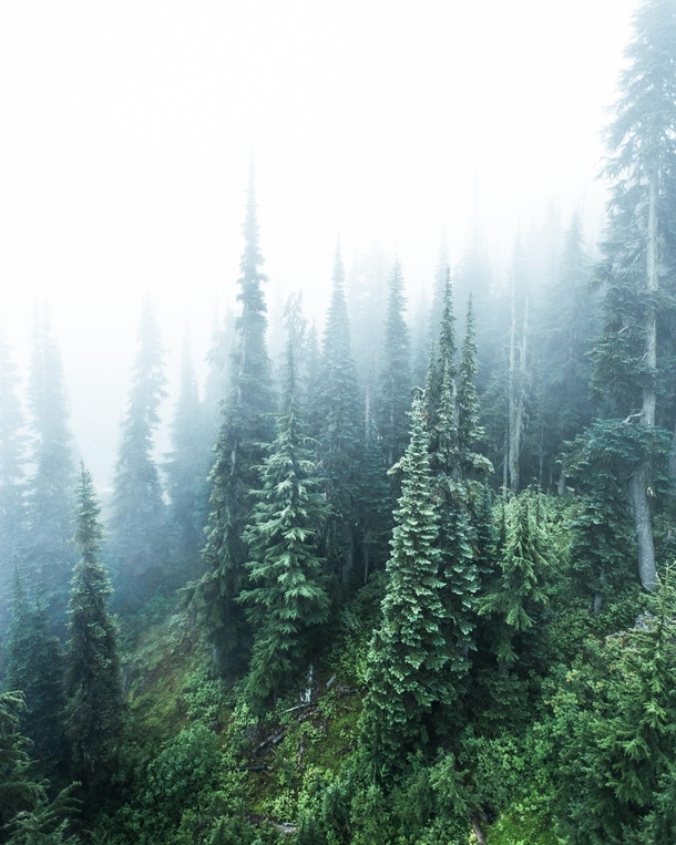 Trees shrouded in endless cloud and fog Shot on Whistler Mountain in British Columbia Canada  Social mikemarkov