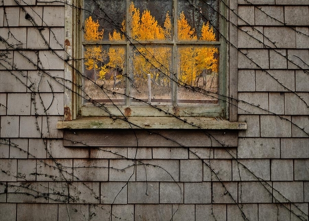 Trees through an abandoned window x-post ritookapicture 