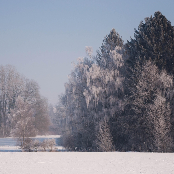 Trees with Frost Southern Germany 