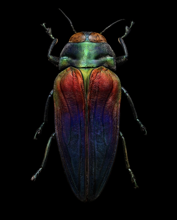 Tricolored Jewel Beetle Belionota sumptuosa 