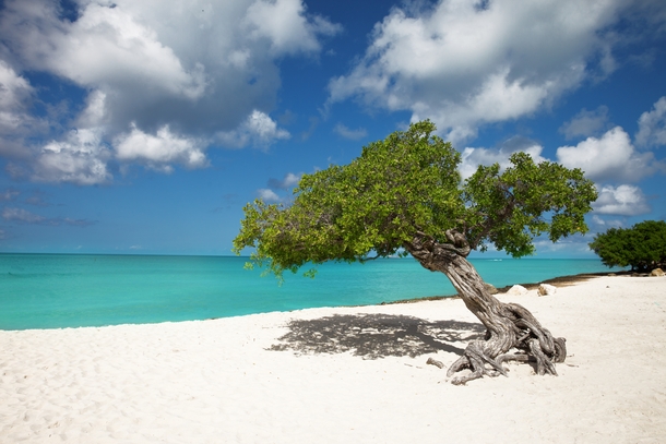 Tropical Paradise - Eagle Beach Aruba 