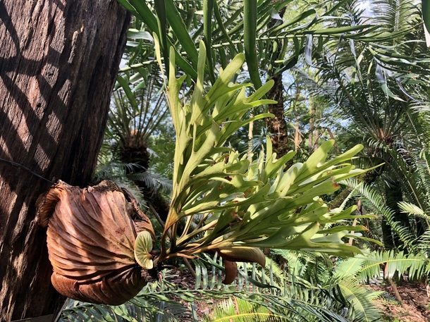 Truly resembling antlers   Ridleys staghorn fern 