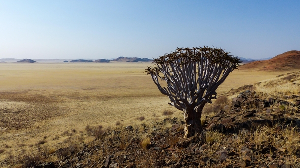 Tsauchab Tree near Tiras Mountains Namibia 