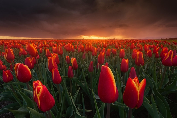 Tulips and a storm during a dramatic sunset The Netherlands OC
