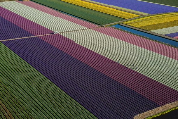 Tulips blooming in fields between Amsterdam and Leiden the Netherlands George Steinmetz 