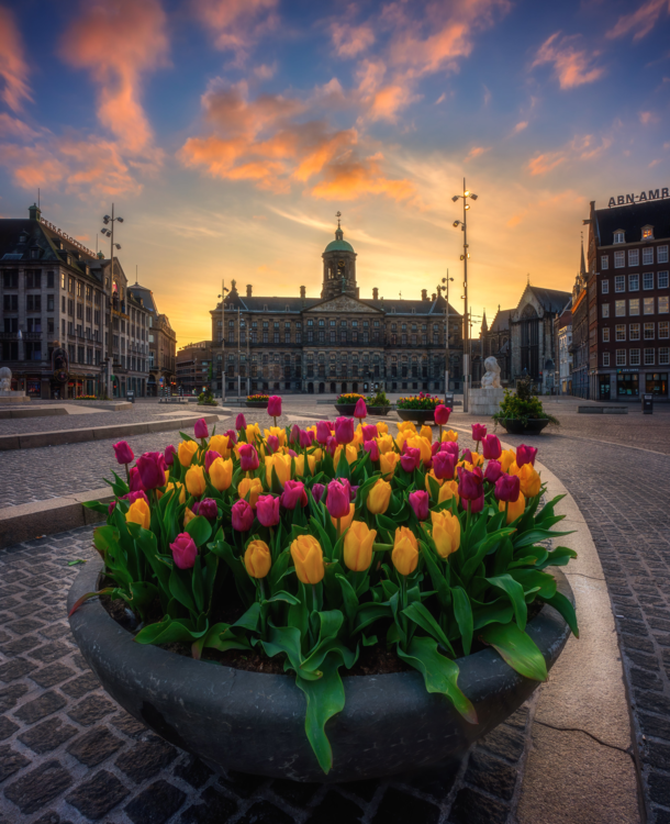Tulips from Amsterdam Netherlands Credit  Reinier Snijders