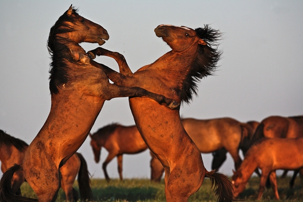 Two battle-scarred stallions fight for dominance Melissa Farlow 