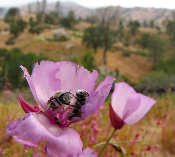 Two bees one flower Hesperapis sp napping together inside Clarkia cylindrica after foraging for nectar all morning Sierra Nevada Mountains California 