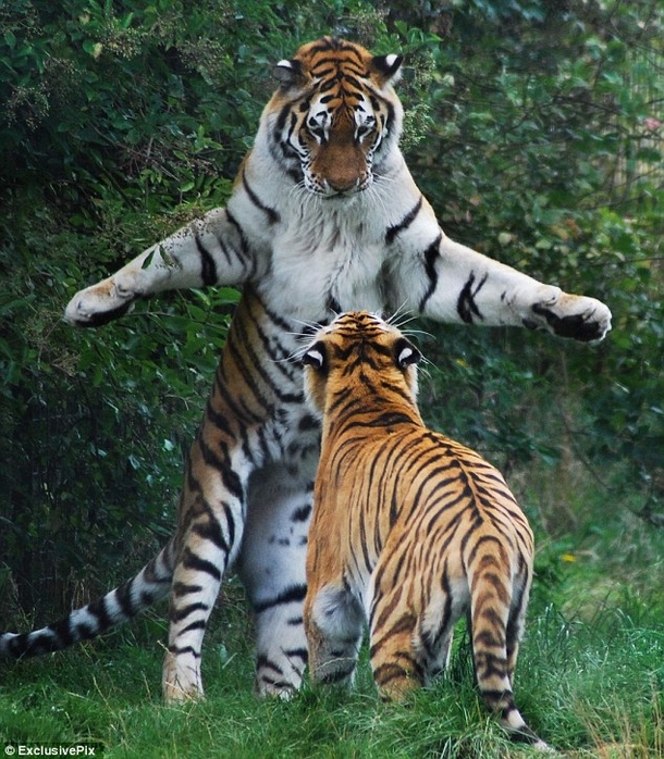 Two Bengal Tigers Panthera tigris tigris 