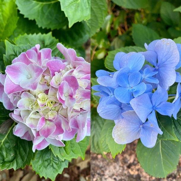 Two colors of hydrangea flowers Hydrangea macrophylla just a few feet away from each other - Florida